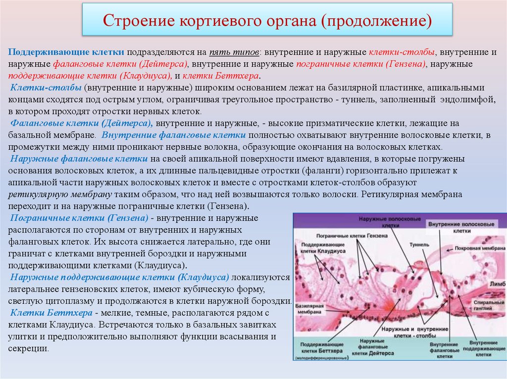 Строение кортиевого органа (продолжение)