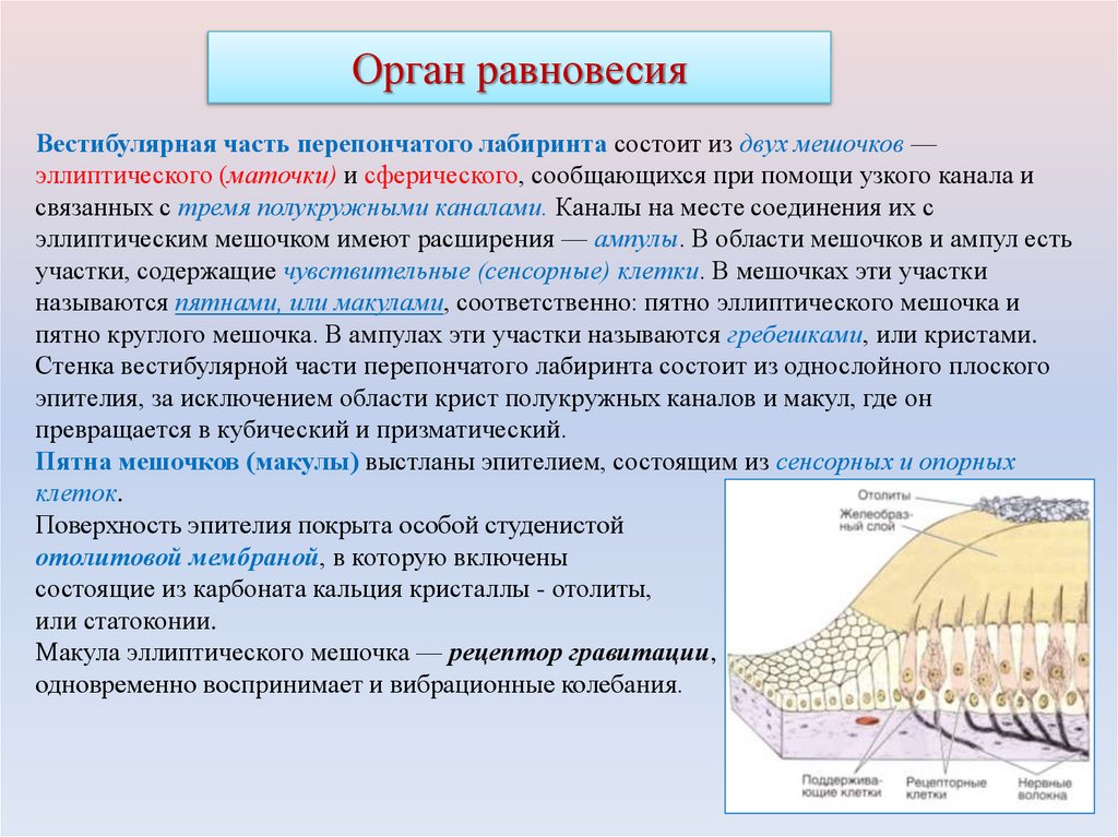 Орган равновесия