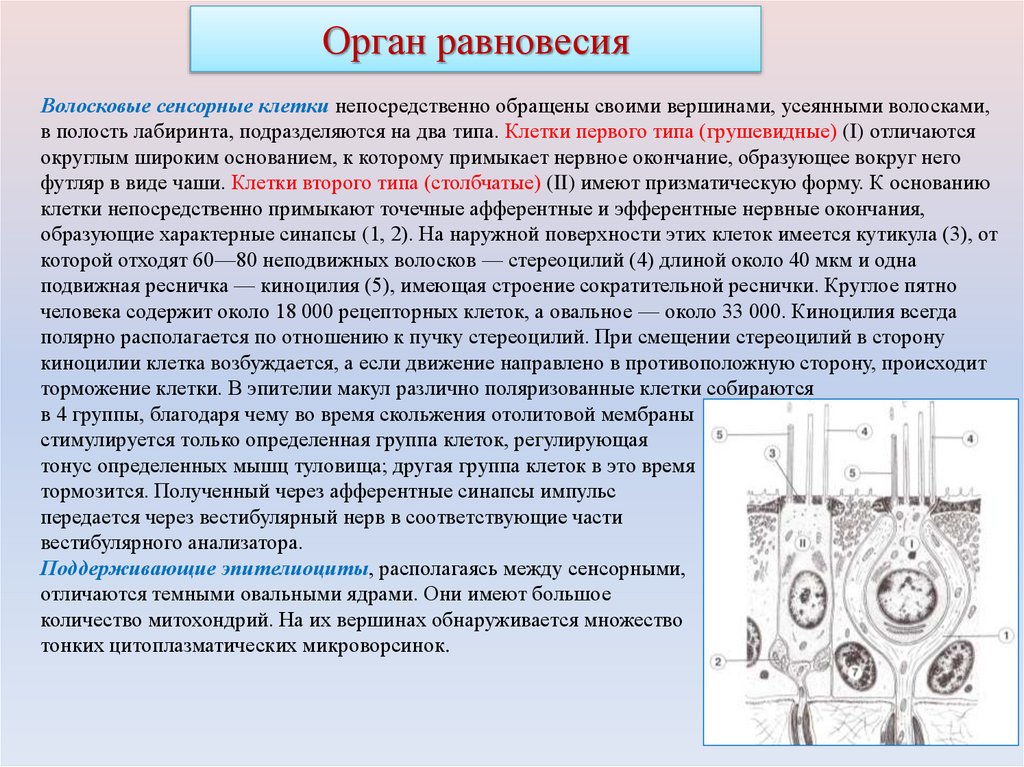 Орган равновесия