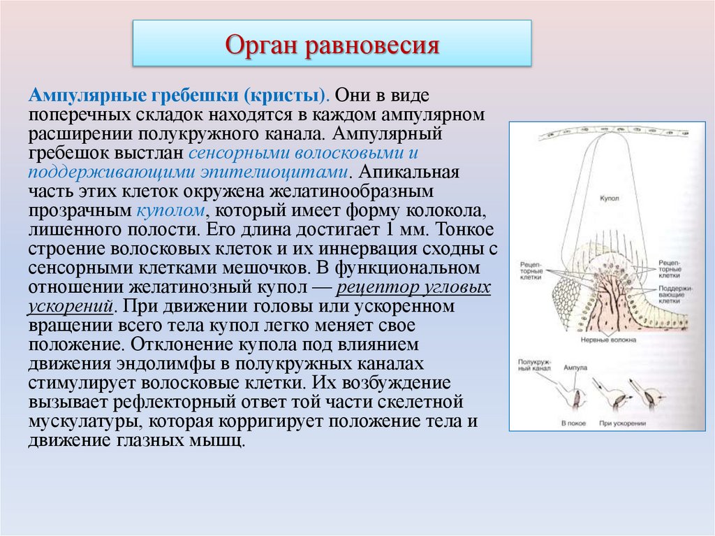 Орган равновесия