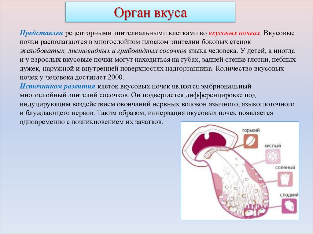 Орган вкуса