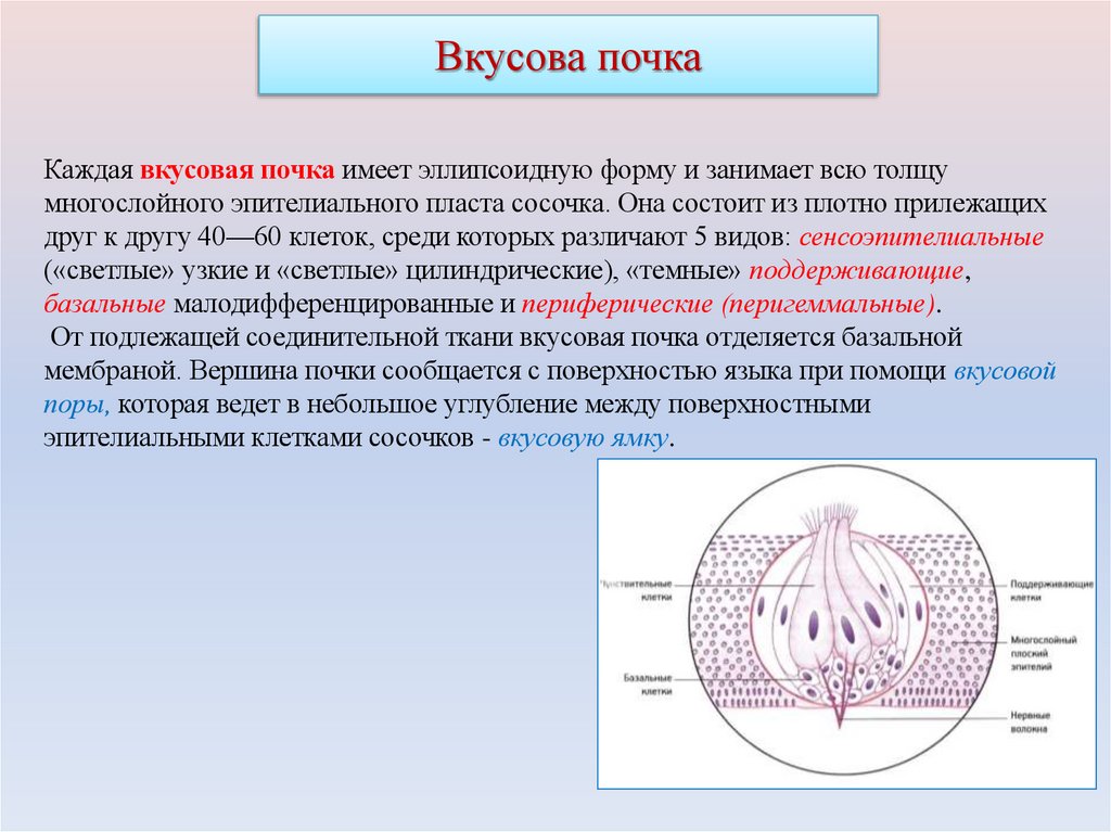 Вкусова почка