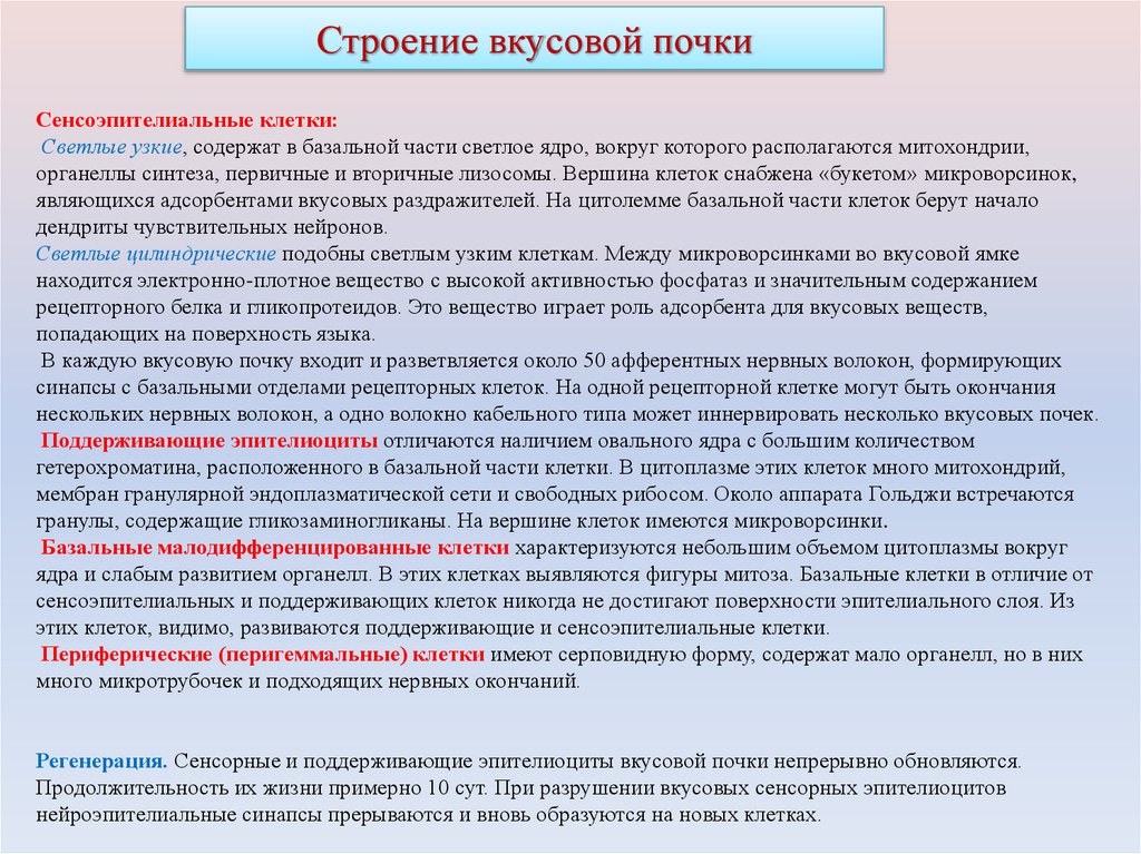 Строение вкусовой почки