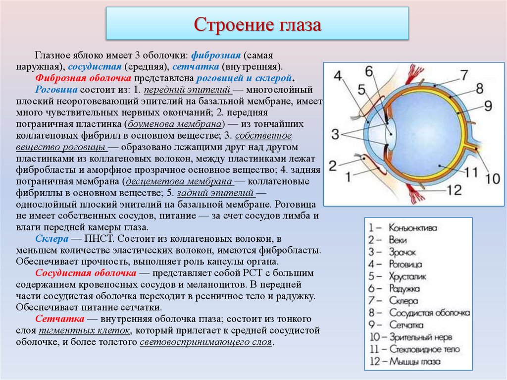 Строение глаза