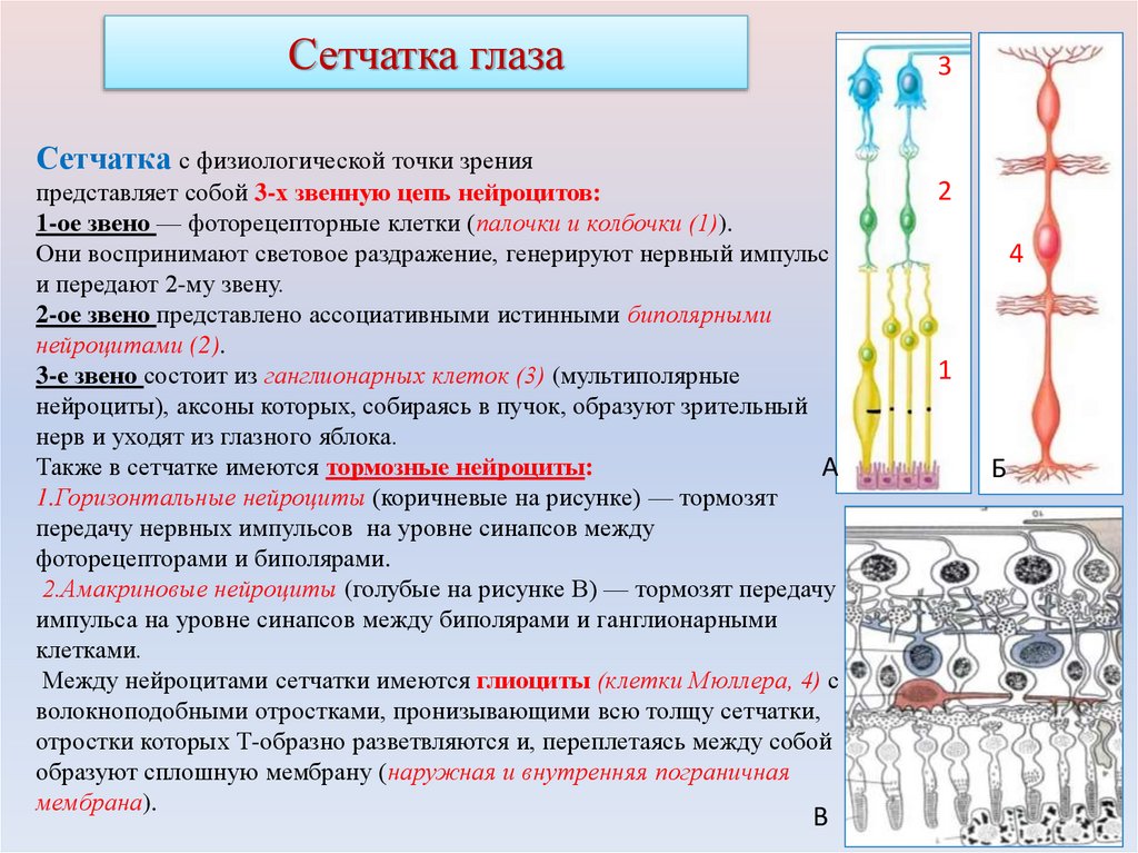 Сетчатка глаза