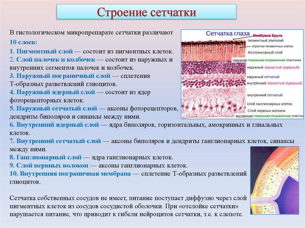 Строение сетчатки