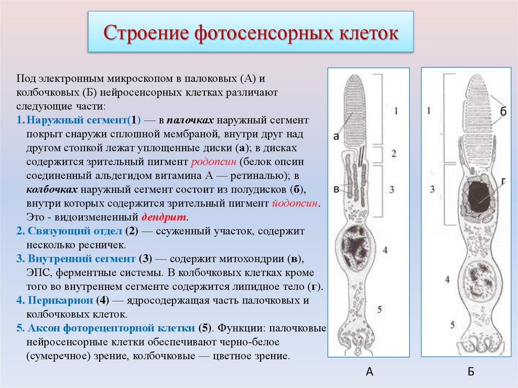 Строение фотосенсорных клеток