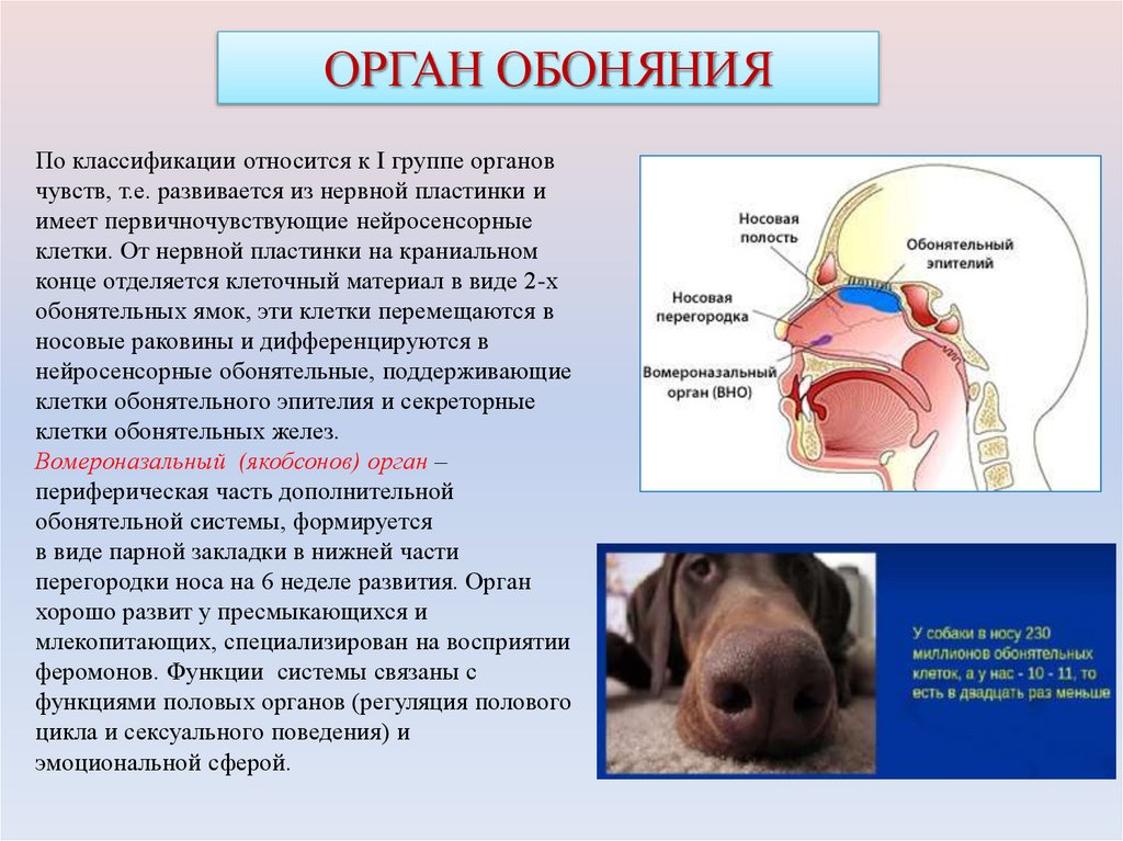 ОРГАН ОБОНЯНИЯ