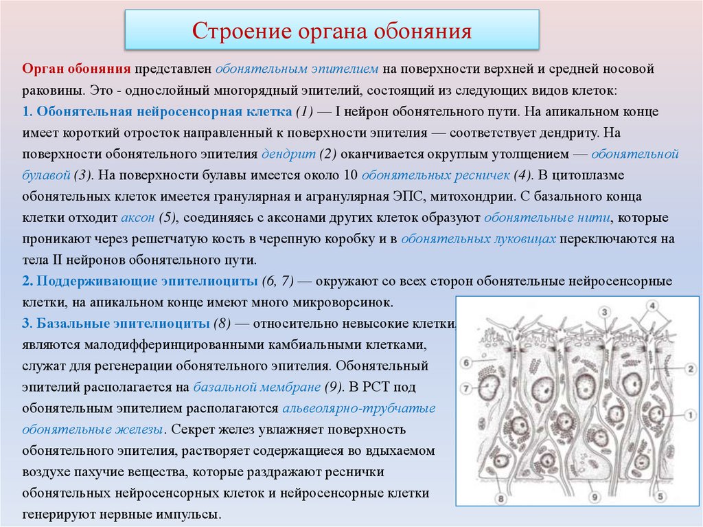 Строение органа обоняния