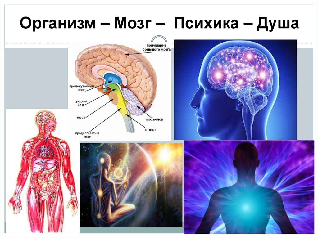 Организм – Мозг – Психика – Душа