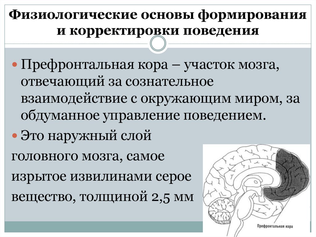Физиологические основы формирования и корректировки поведения