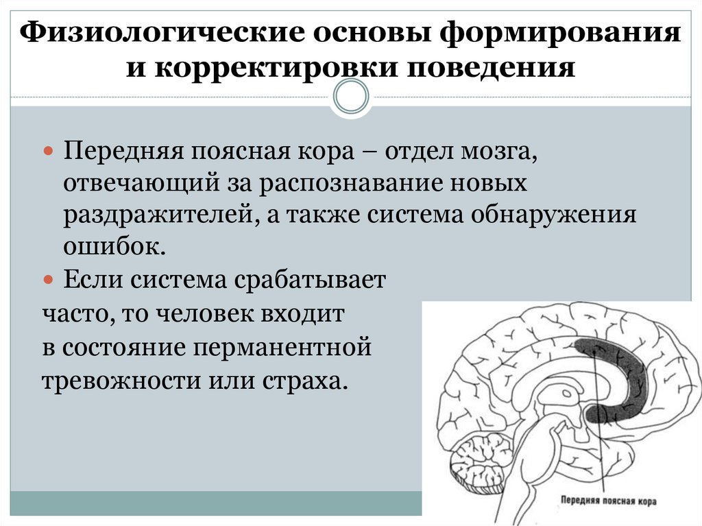 Физиологические основы формирования и корректировки поведения