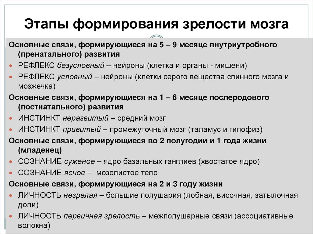 Этапы формирования зрелости мозга