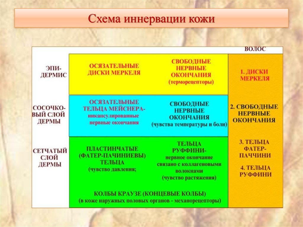 Схема иннервации кожи
