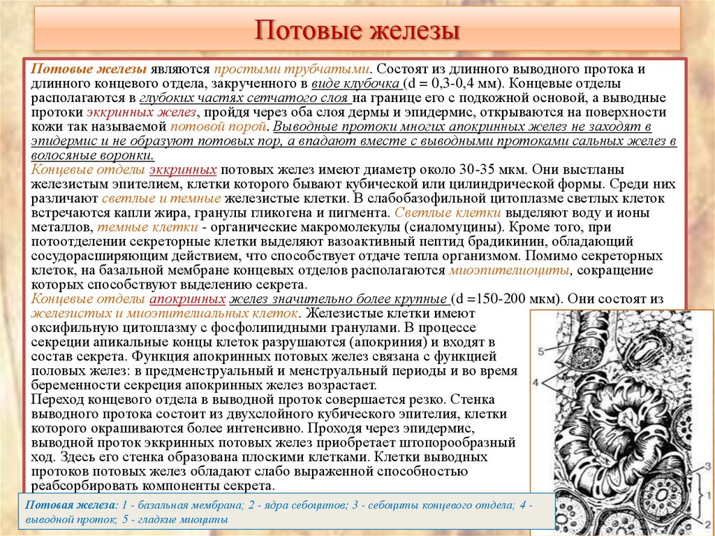 Потовые железы