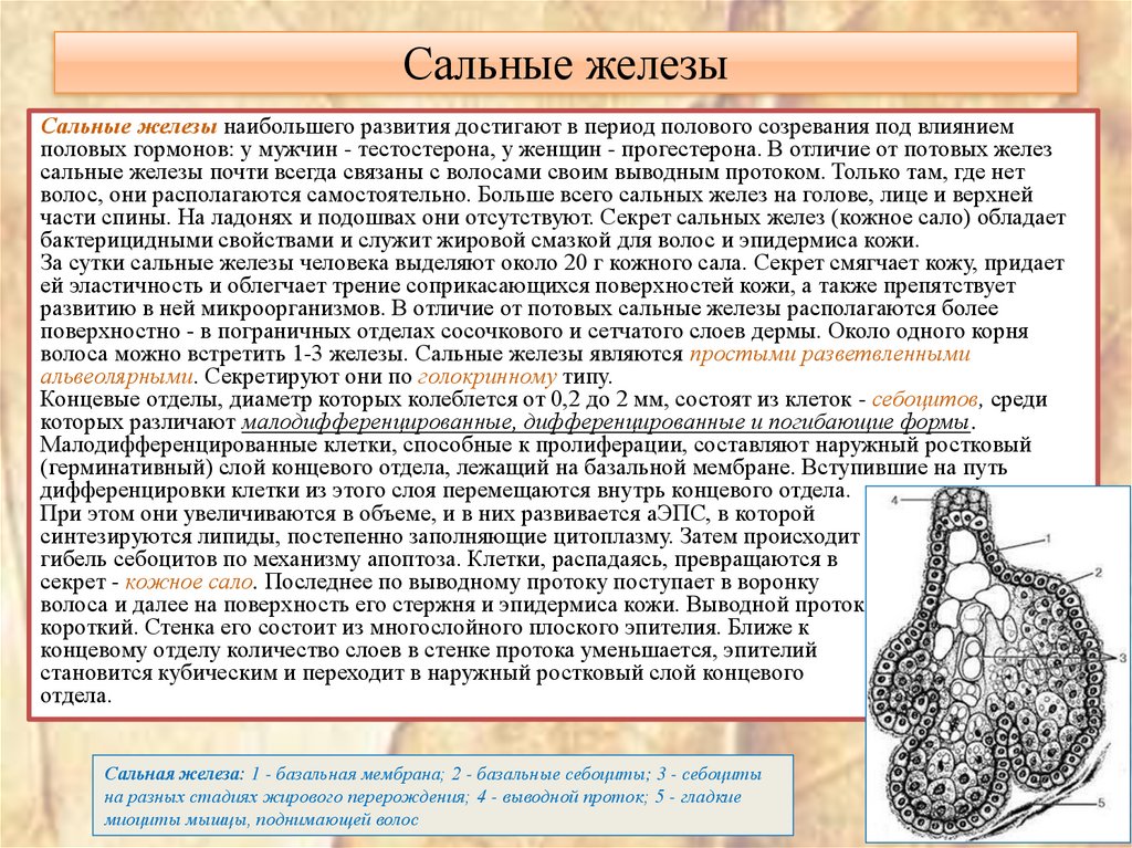 Сальные железы