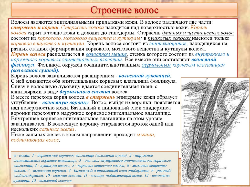 Строение волос