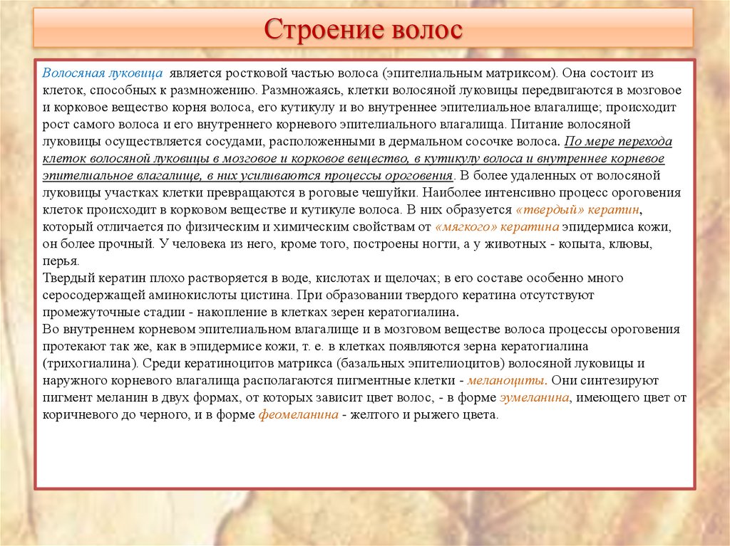 Строение волос