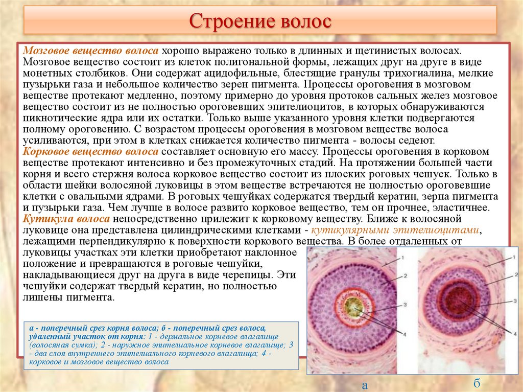 Строение волос