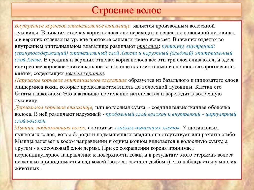 Строение волос