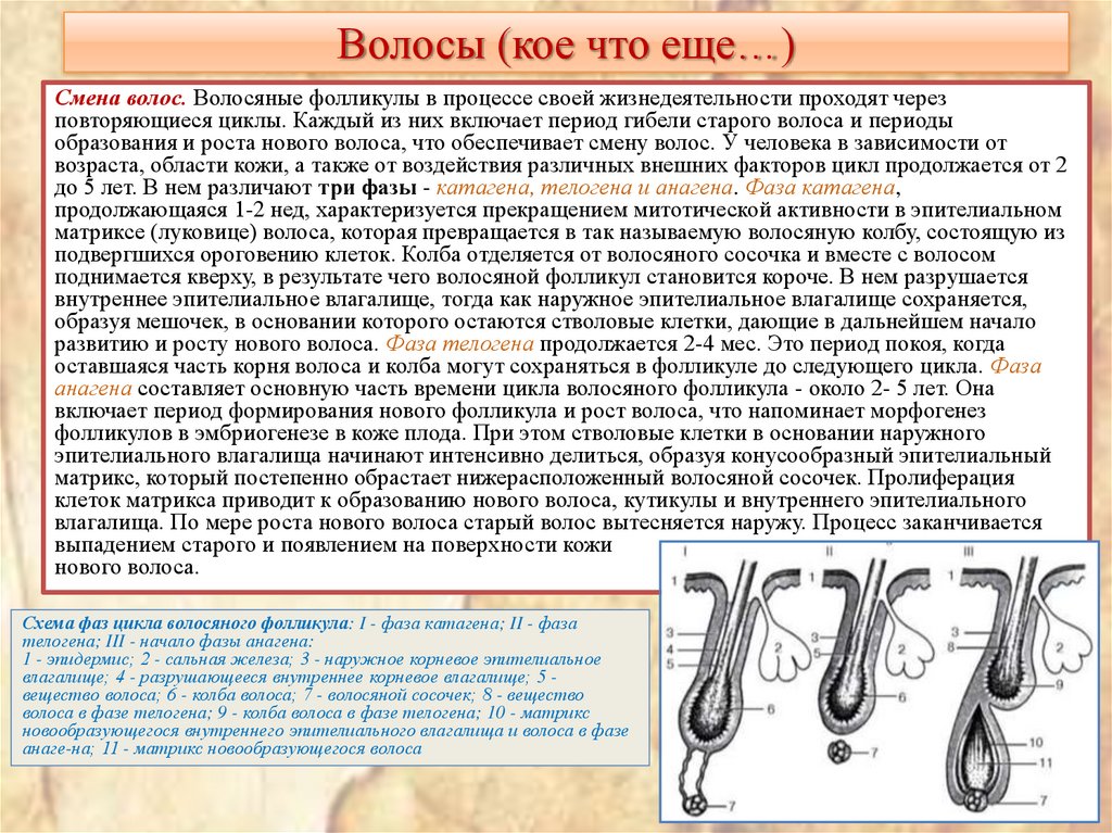 Волосы (кое что еще…)