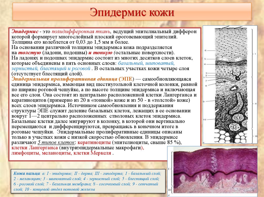 Эпидермис кожи
