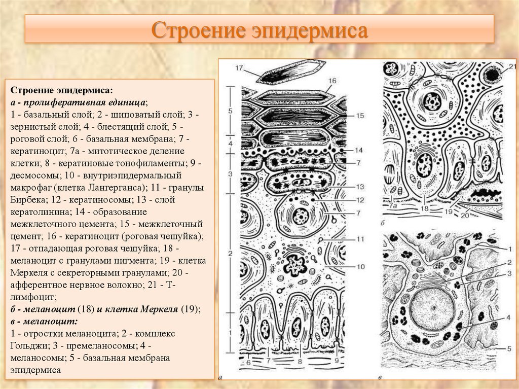 Строение эпидермиса