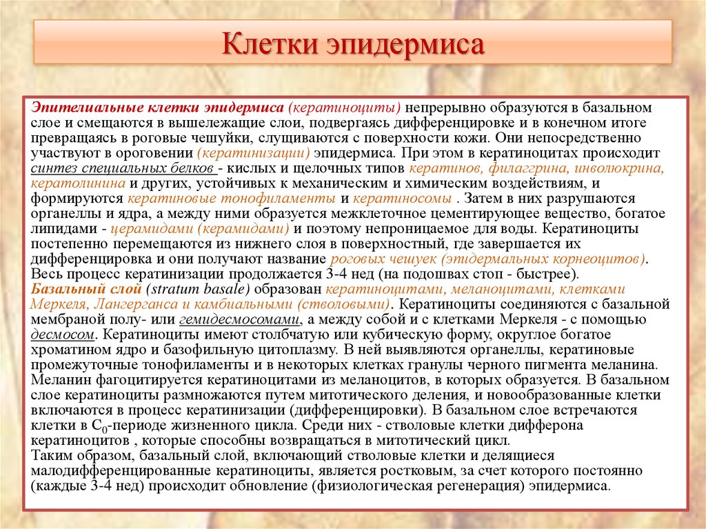 Клетки эпидермиса