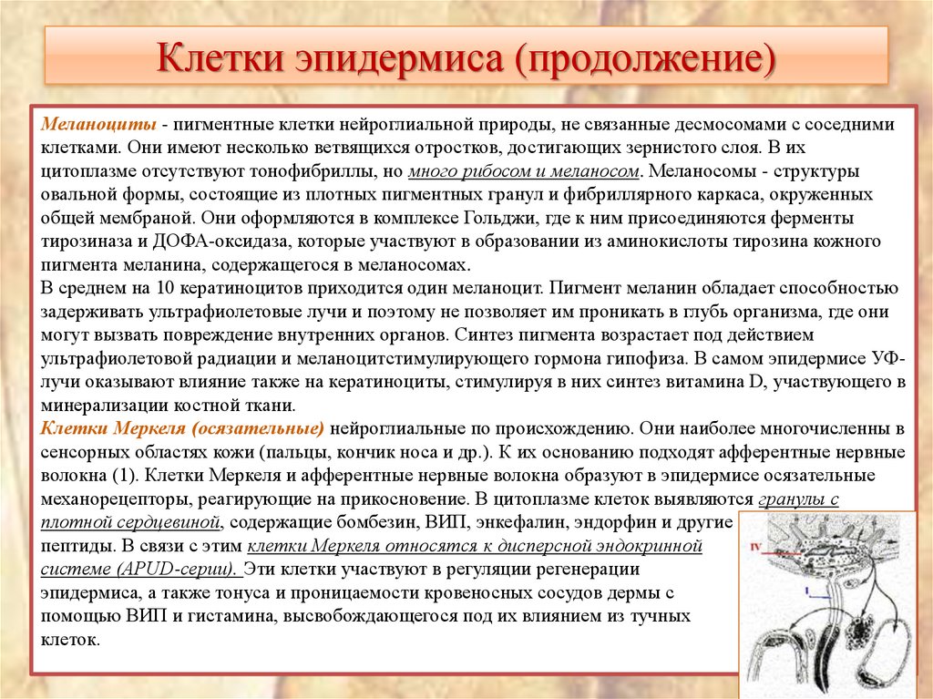 Клетки эпидермиса (продолжение)