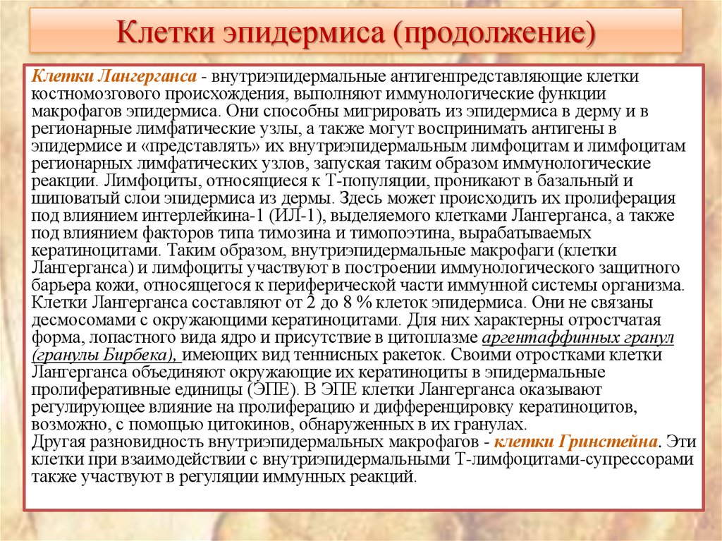 Клетки эпидермиса (продолжение)