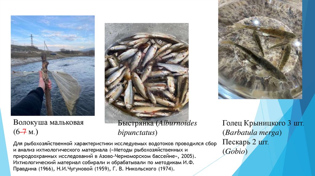 Волокуша мальковая (6-7 м.)