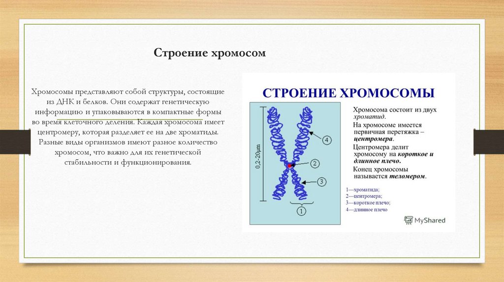 Строение хромосом