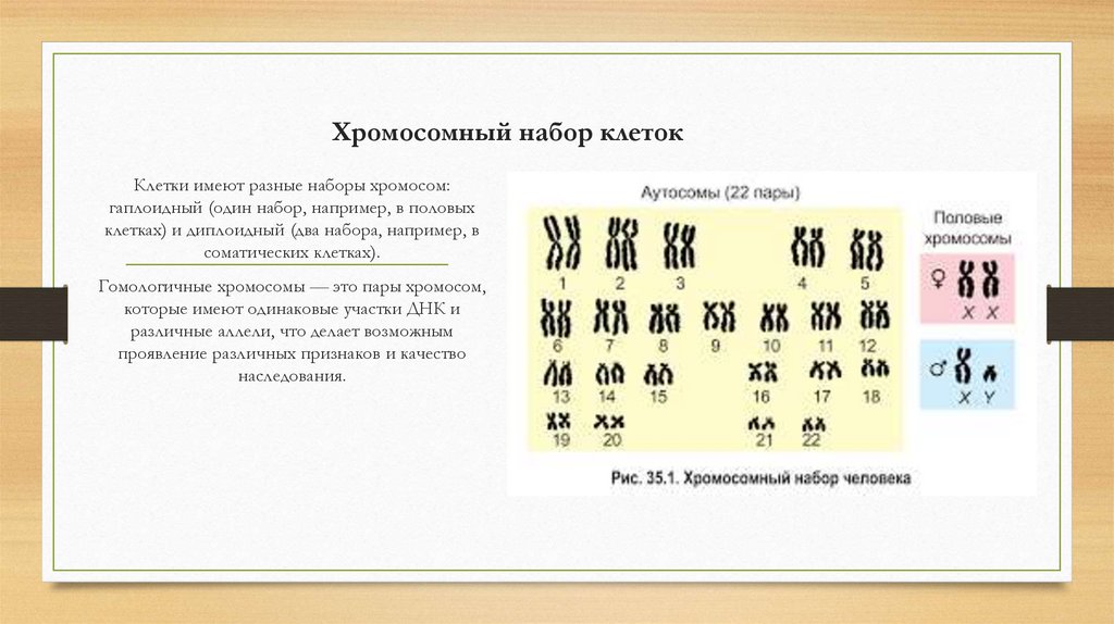 Хромосомный набор клеток
