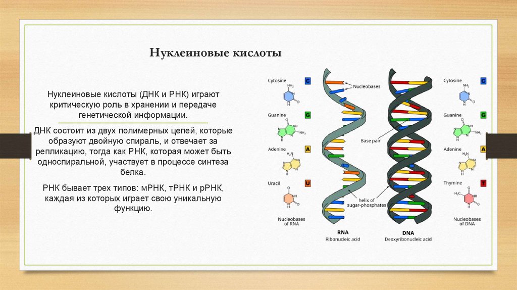 Нуклеиновые кислоты