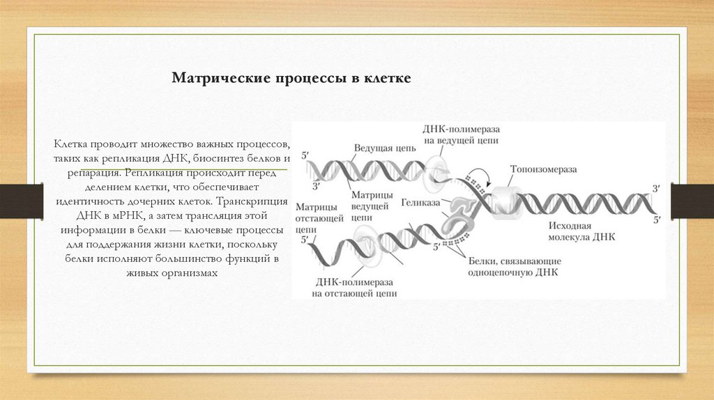 Матрические процессы в клетке