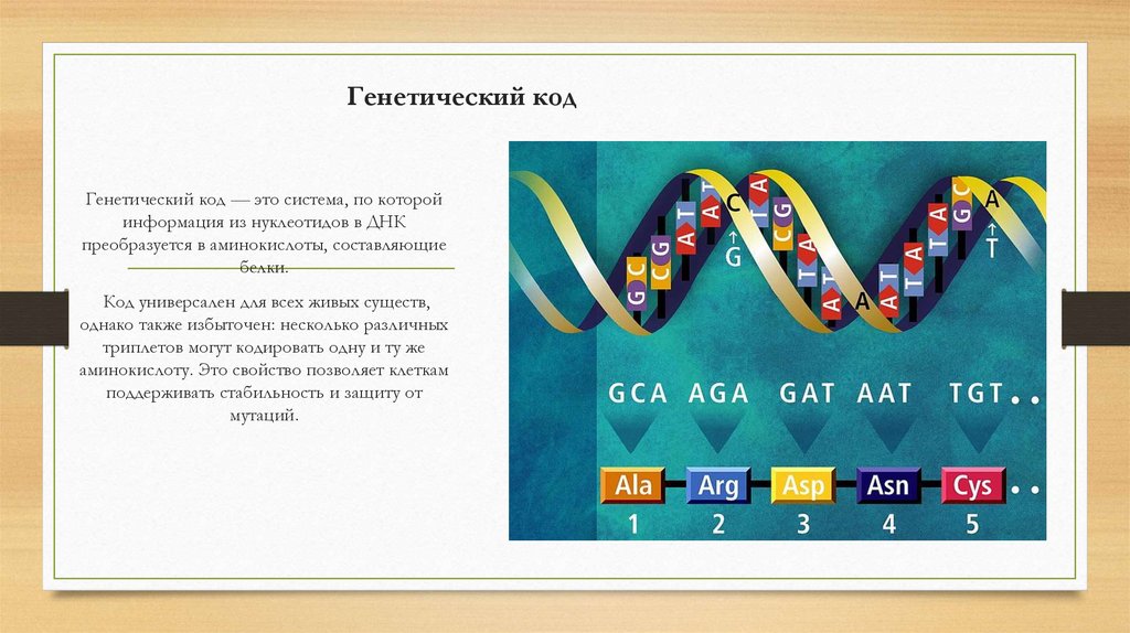 Генетический код