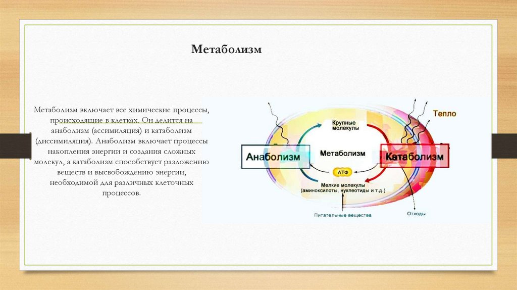 Метаболизм