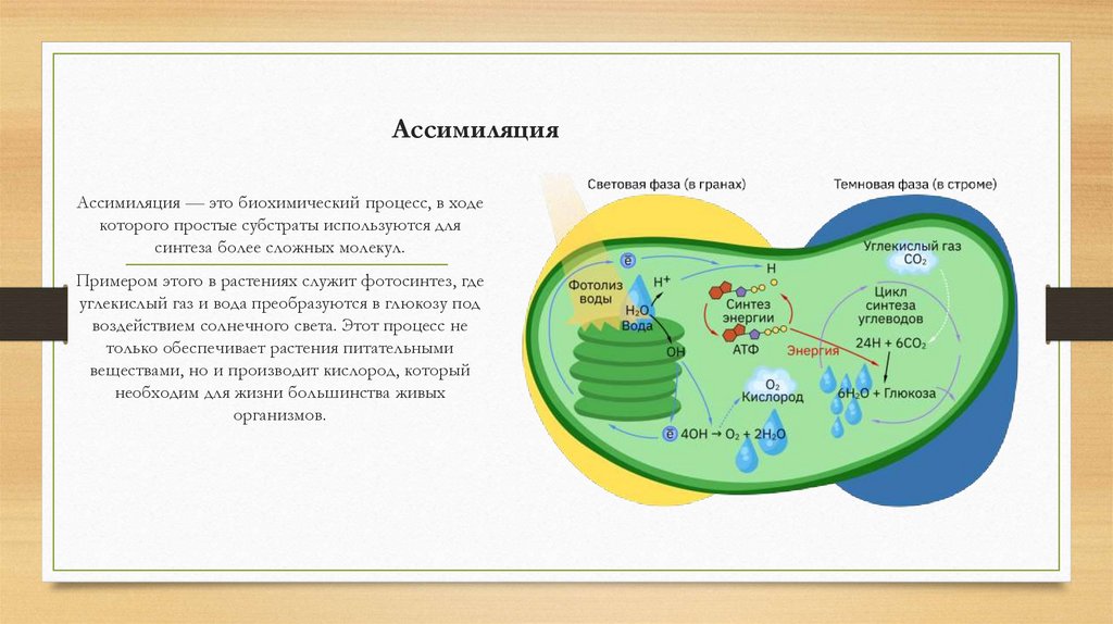 Ассимиляция