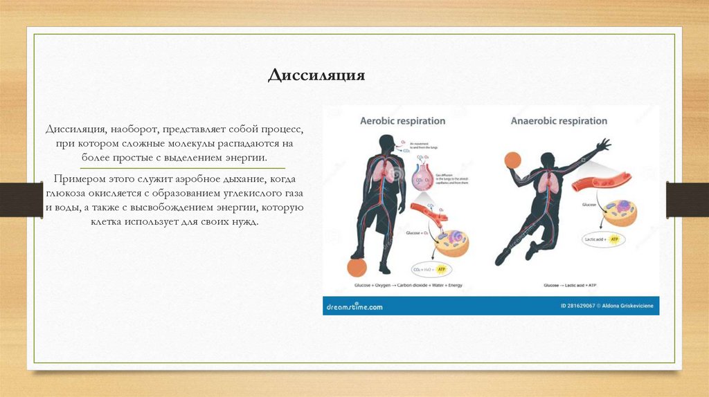 Диссиляция