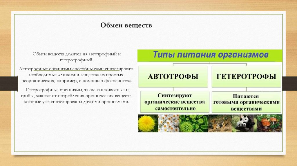 Обмен веществ