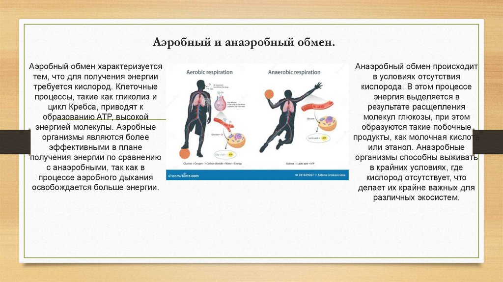 Аэробный и анаэробный обмен.