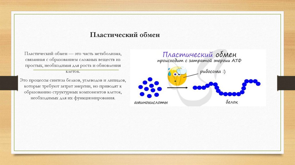 Пластический обмен