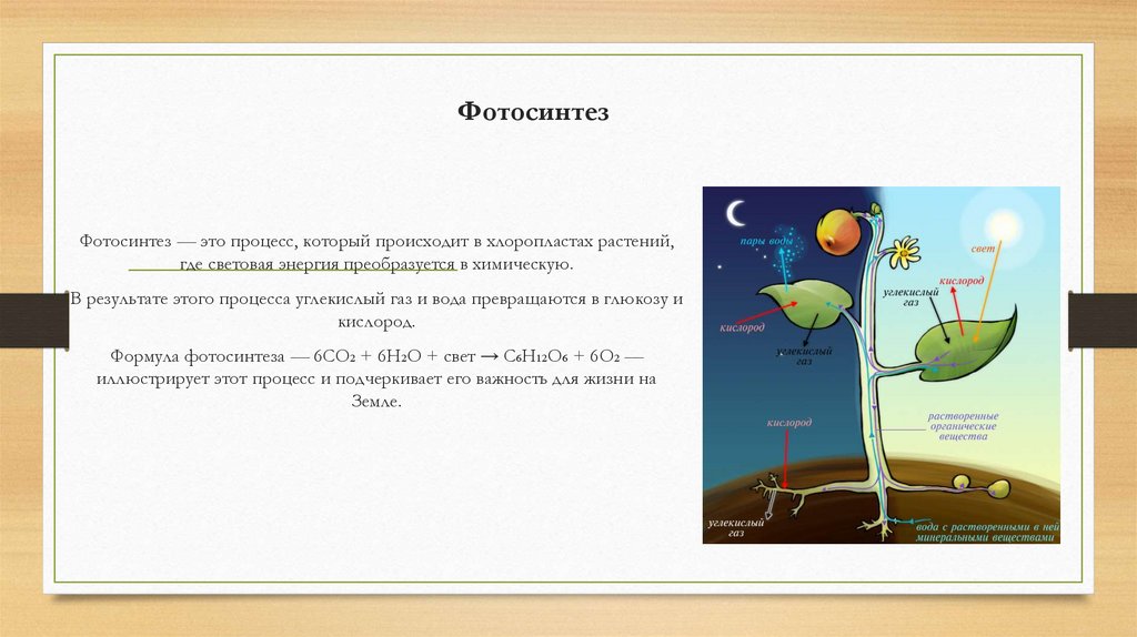 Фотосинтез