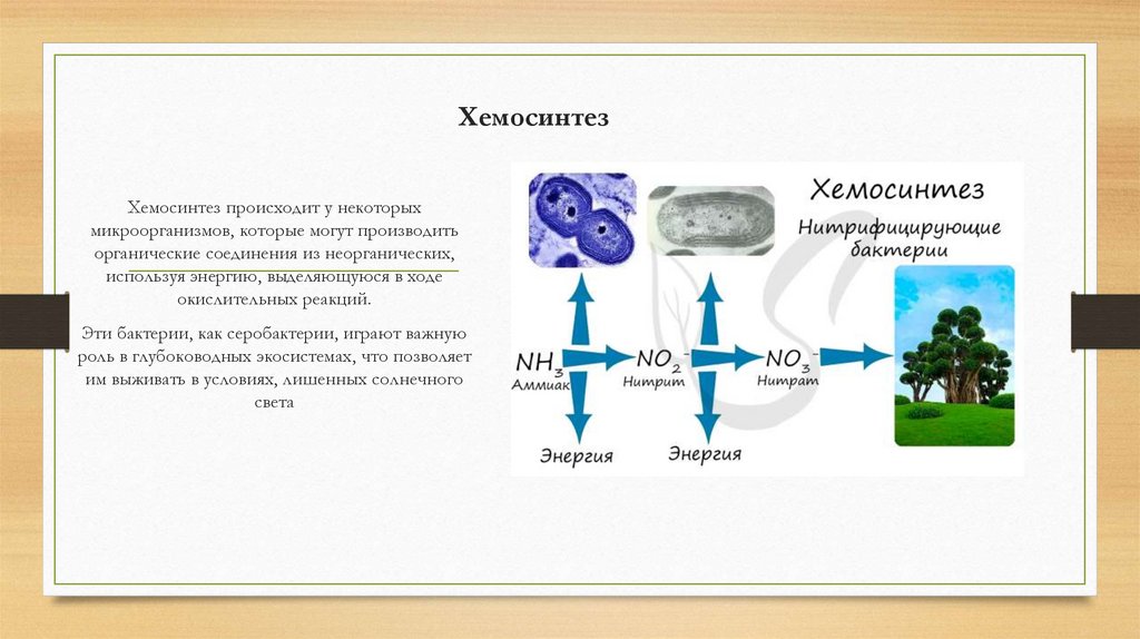 Хемосинтез