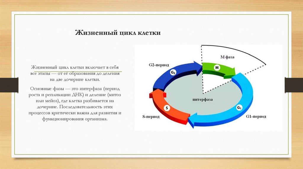 Жизненный цикл клетки