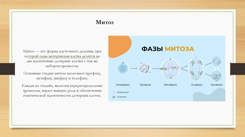 Митоз