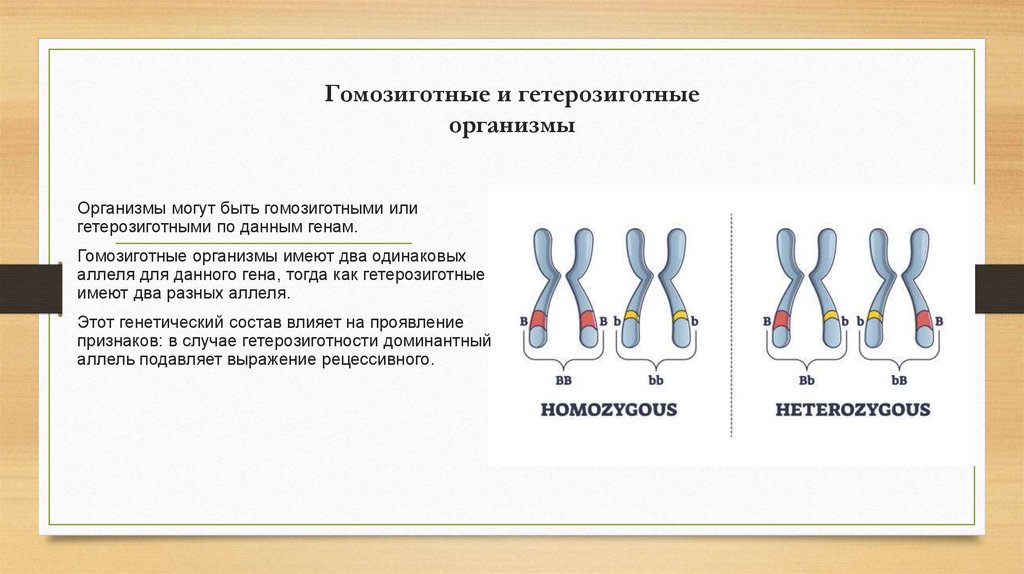 Гомозиготные и гетерозиготные организмы