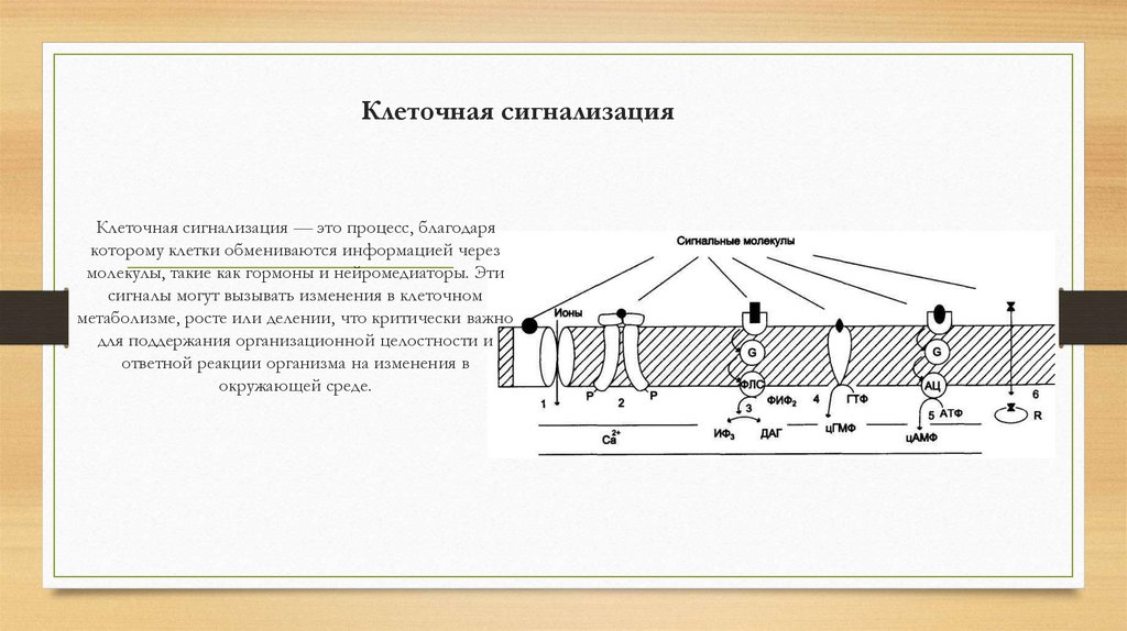 Клеточная сигнализация