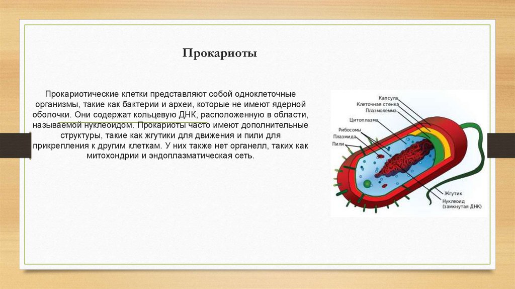 Прокариоты