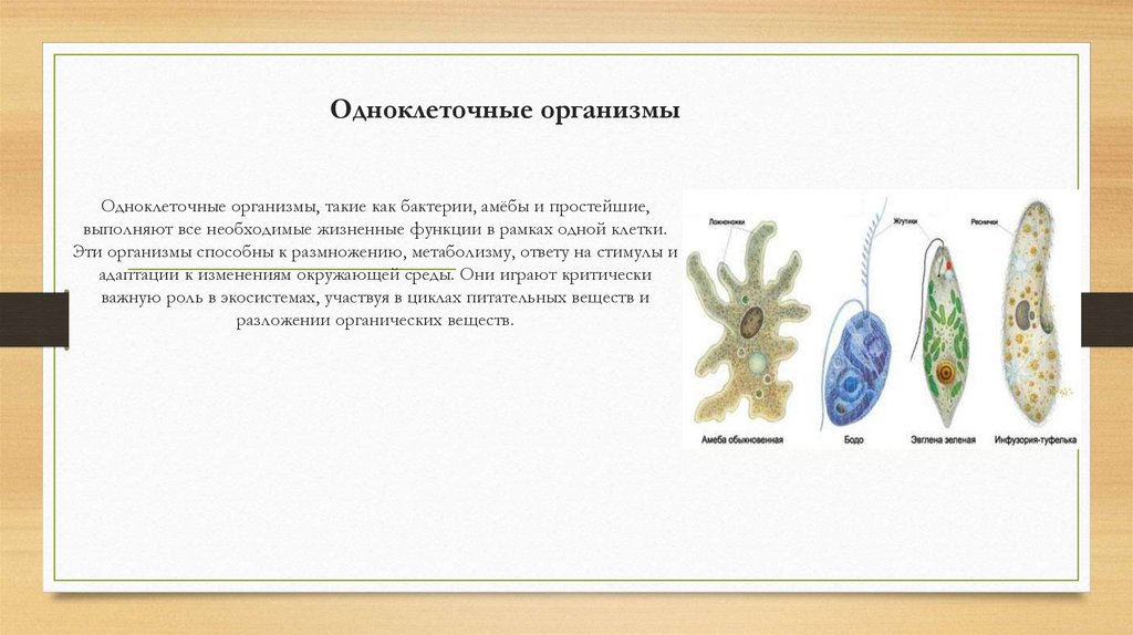 Одноклеточные организмы